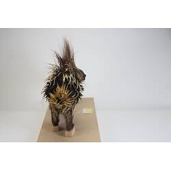 <em>Hystrix cristata</em>, Crested Porcupine. [C 30179]