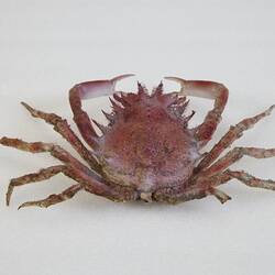 <em>Maja crispata</em>, Lesser Spider Crab. [J 44706]