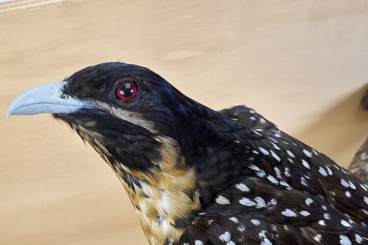 <em>Eudynamys orientalis subcyanocephalus</em>, Eastern Koel. [60186]