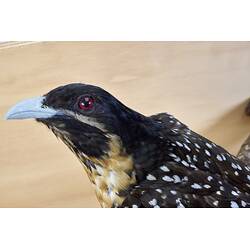 Our Wondrous Planet, Our Wild Family: Taxidermy Mount - Eastern Koel, <em>Eudynamys orientalis subcyanocephalus</em> Matthews, 1912