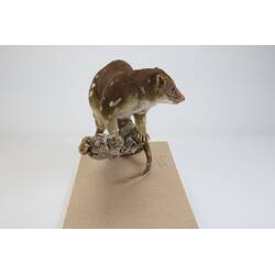<em>Dasyurus maculatus</em>, Spotted-tailed Quoll. [C 27425]