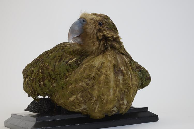 <em>Strigops habroptilus</em>, Kakapo. [19425]