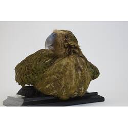 <em>Strigops habroptilus</em>, Kakapo. [19425]