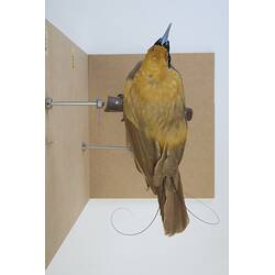 <em>Paradisaea decora</em>, Goldie's Bird-of-Paradise. [45559]