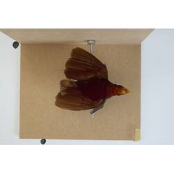 <em>Cicinnurus regius coccineifrons</em>, King Bird-of-Paradise. [B 21490]