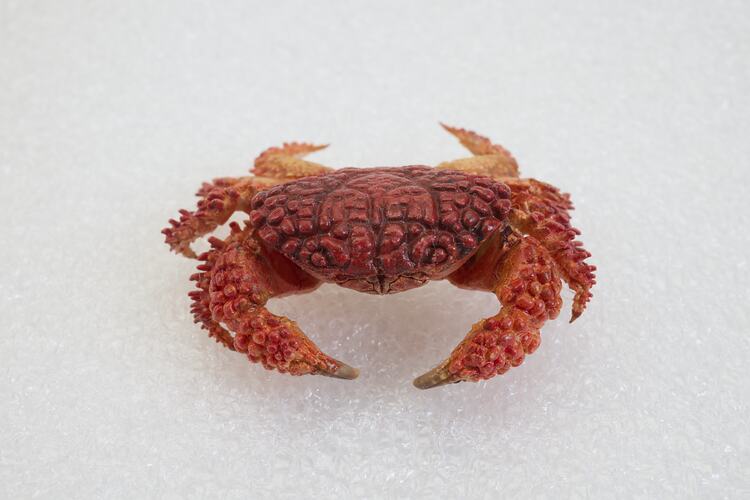 <em>Actaea peronii</em>, Thorn-legged Crab. [J 15994]