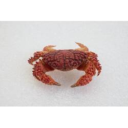 <em>Actaea peronii</em>, Thorn-legged Crab. [J 15994]