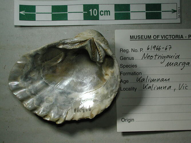 <em>Neotrigonia</em> sp., fossil trigonid bivalve.  Registration no. P 61966.