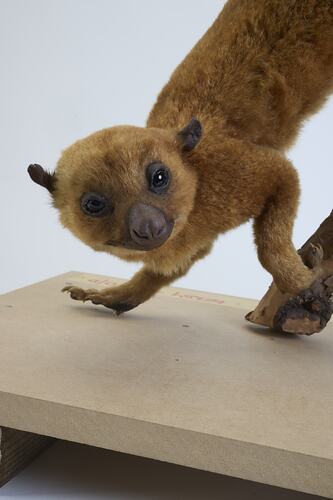 <em>Potos flavus</em>, Kinkajou. [C 29935]