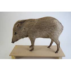 <em>Dicotyles tajacu</em>, Collared Peccary. [C 30655]