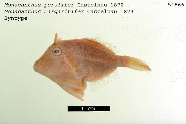 Fish specimen with scale bar.