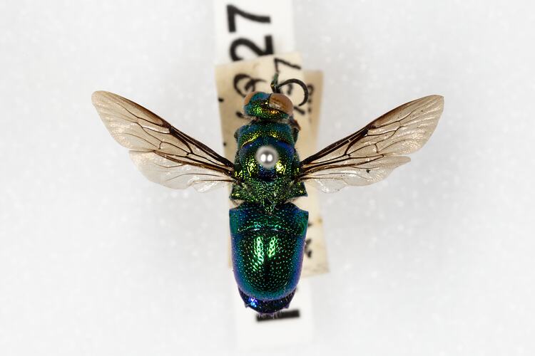 <em>Stilbum cyanurum</em>, cuckoo wasp. [HYM 98027]