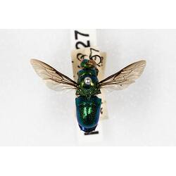 Our Wondrous Planet, Our Wild Family: Dry Specimen - Cuckoo Wasp, <em>Stilbum cyanurum</em> (Foerster, 1771)