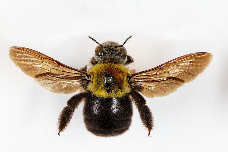 <em>Xylocopa</em> sp., carpenter bee. [HYM 99156]
