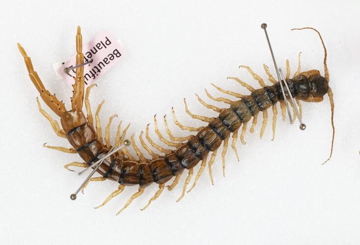 Class Chilopoda, centipede. [K 16387]