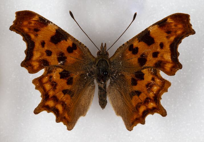 <em>Polygonia c-album</em>, Comma. [LEP 41984]
