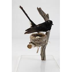 <em>Rhipidura leucophrys</em>, Willie Wagtail. [B 22167 (bird), B 14345 (nest and eggs)]