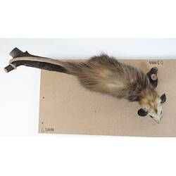 <em>Didelphis virginiana</em>, Virginia Opossum. [C 28888]