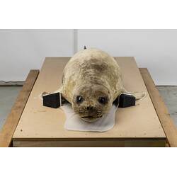 <em>Mirounga leonina</em>, Southern Elephant Seal. [C 30974]