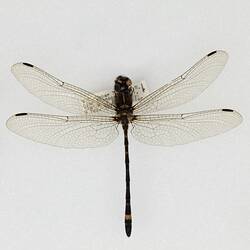 Our Wondrous Planet, Our Wild Family: Dry Specimen - Small Tigertail, <em>Eusynthemis brevistyla</em> (Selys, 1871)