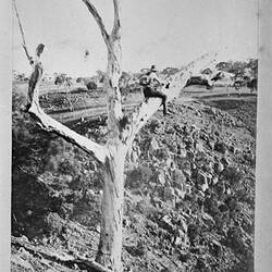Photograph - by A.J. Campbell, Werribee, Victoria, circa 1900