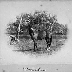 Photograph - Horse with Forest Behind, by A.J. Campbell, Bonnie Doon, Victoria, circa 1900