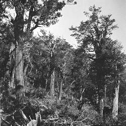 Photograph - Birch Forest Slopes at Maungahauwea, Probably Waikato Region (?), New Zealand, 1906