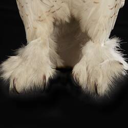 <em>Nyctea scandiaca</em>, Snowy Owl. [B 21611]