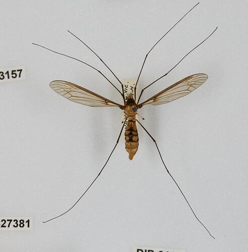 <em>Leptotarsus</em> sp., crane fly. [DIP 3157]