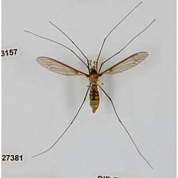 Our Wondrous Planet, Our Wild Family: Dry Specimen - Crane fly, <em>Leptotarsus</em>