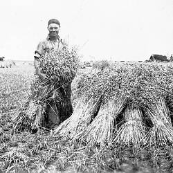 Negative - Mallee, Victoria, circa 1935