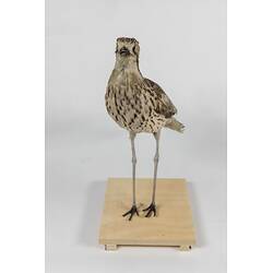 <em>Burhinus grallarius</em>, Bush Stone-curlew. [22154]
