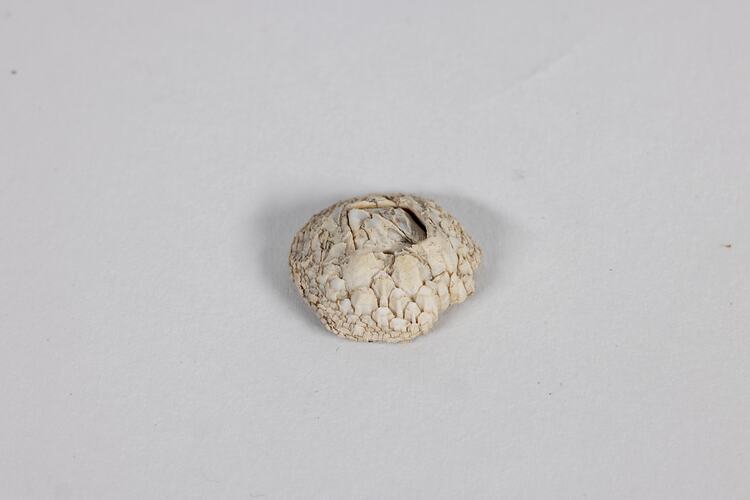 <em>Catomerus polymerus</em>, Surf Barnacle. [J 39339.2]