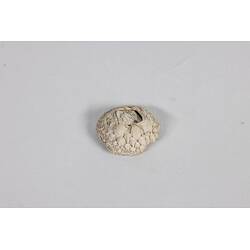 Our Wondrous Planet, Our Wild Family: Dry Specimen - Surf Barnacle, <em>Catomerus polymerus</em> (Darwin, 1854)