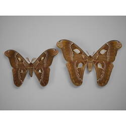 Two pinned orange moths with pale eyespots on wings.