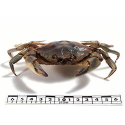 Frontal view of crab specimen.