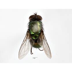 of pinned blowlfy specimen.