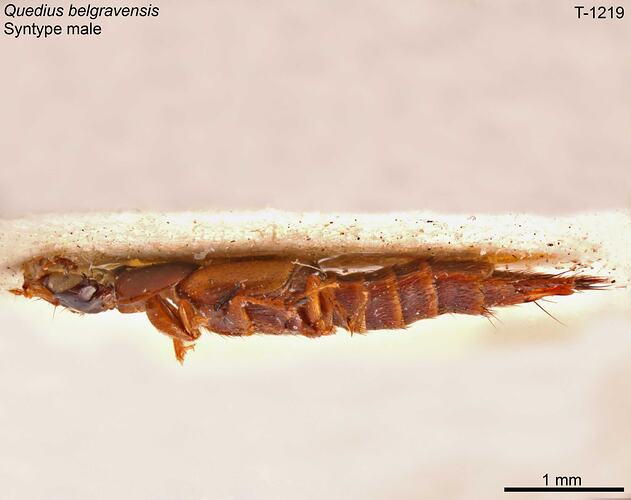 Beetle specimen, male, lateral view.