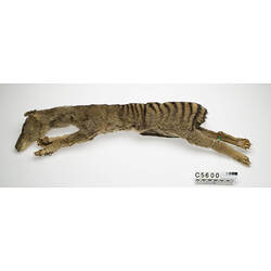 Thylacine skin specimen.