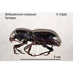 Beetle specimen, lateral view.