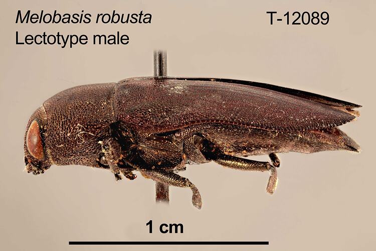 Jewel beetle specimen, male, lateral view.