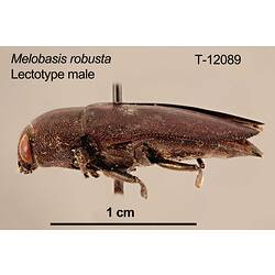Jewel beetle specimen, male, lateral view.