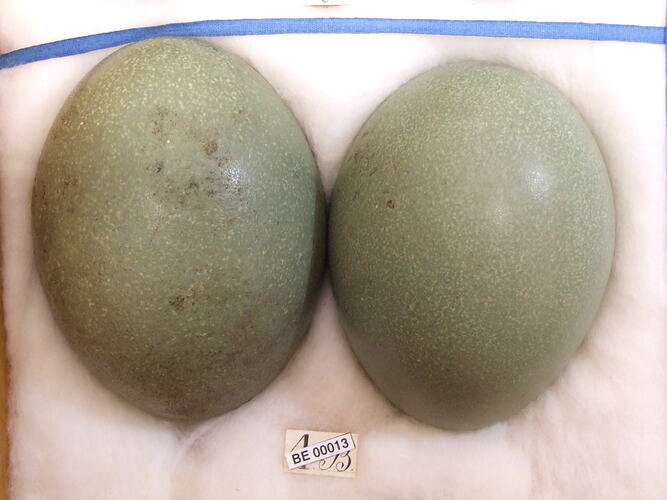 Two bird eggs with specimen label.