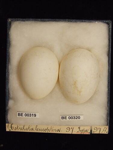 Two bird eggs with specimen labels in box.