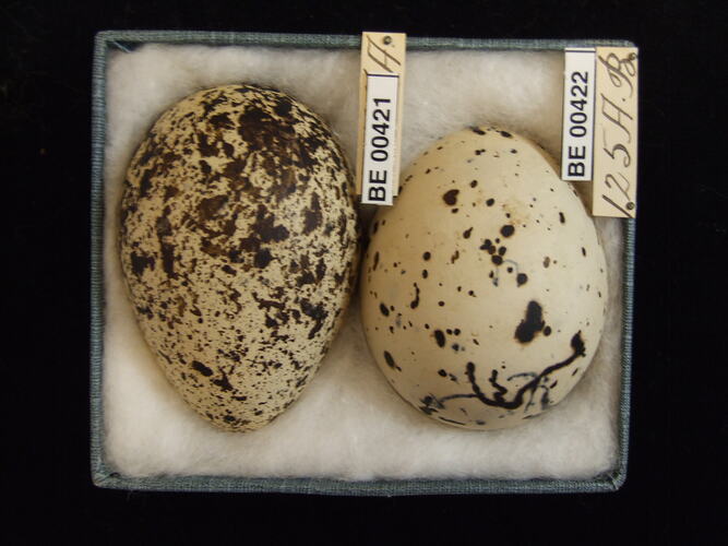Two bird eggs with specimen labels in box.