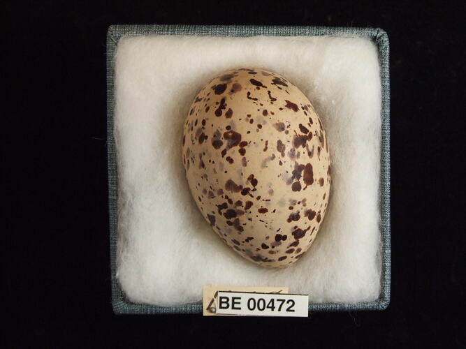 Bird egg with specimen labels in box.
