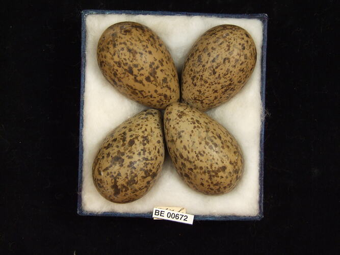 Four bird eggs with specimen labels in box.