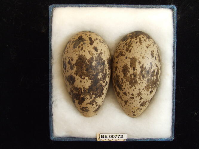 Two bird eggs with specimen labels in box.