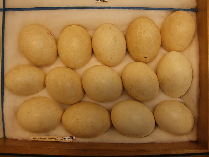 Close up of fourteen bird eggs in drawer.