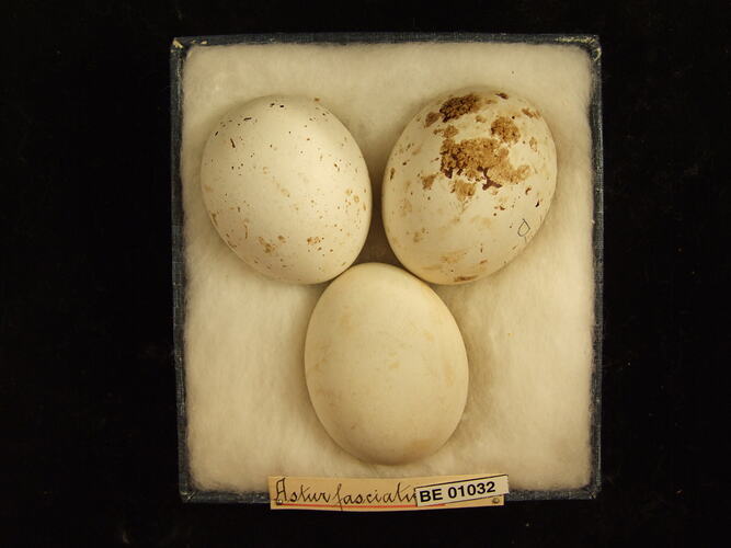 Three bird eggs and specimen label in box.